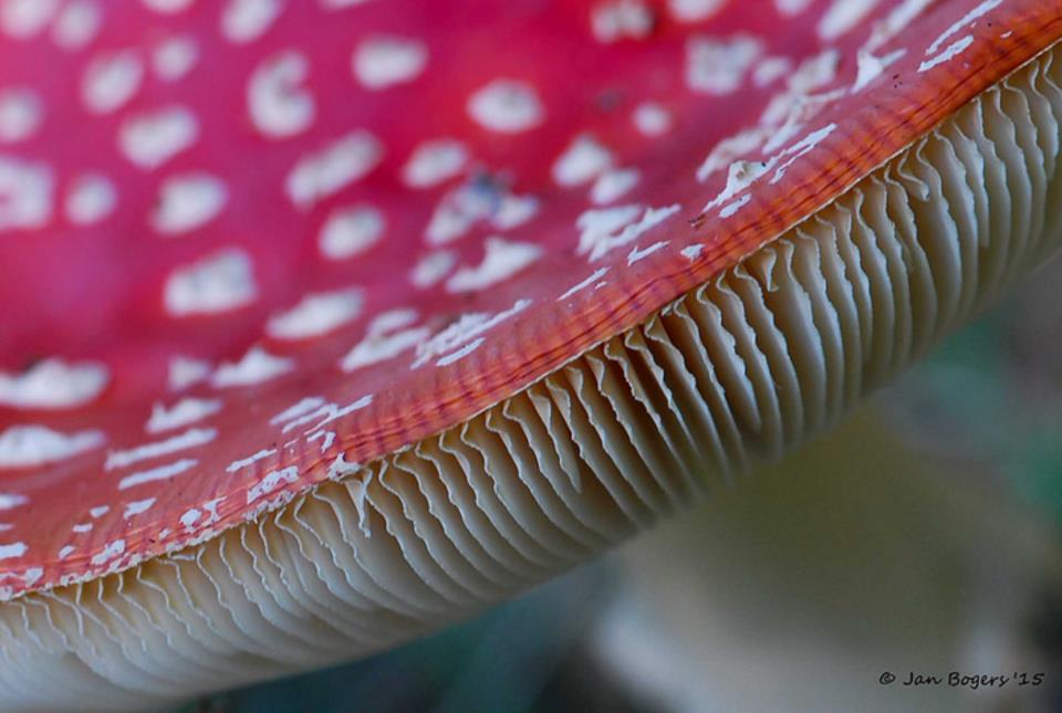 Rood met witte stippen