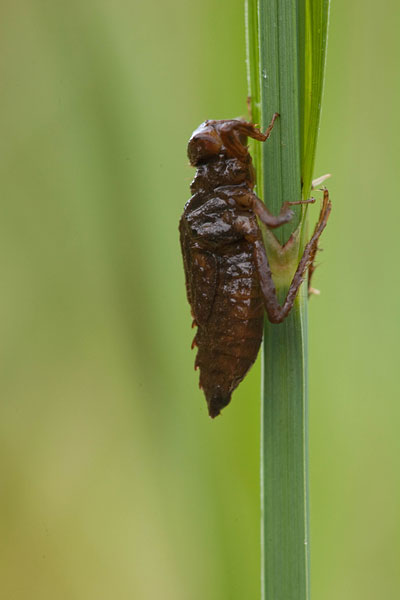 Uitsluipende bruine korenbout