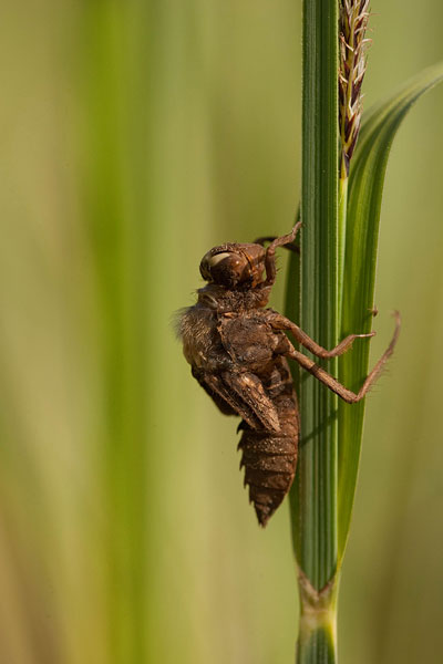 Uitsluipende bruine korenbout