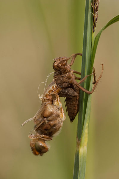 Uitsluipende bruine korenbout