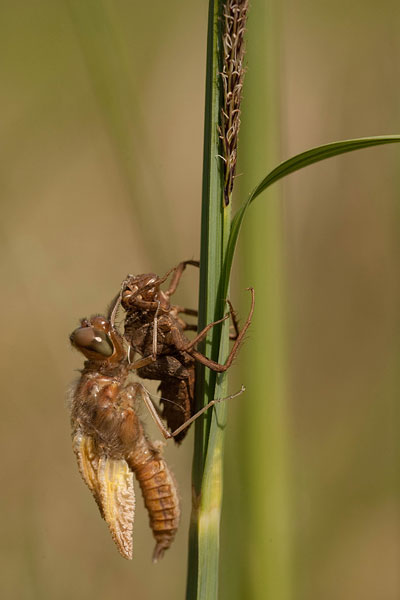 Uitsluipende bruine korenbout