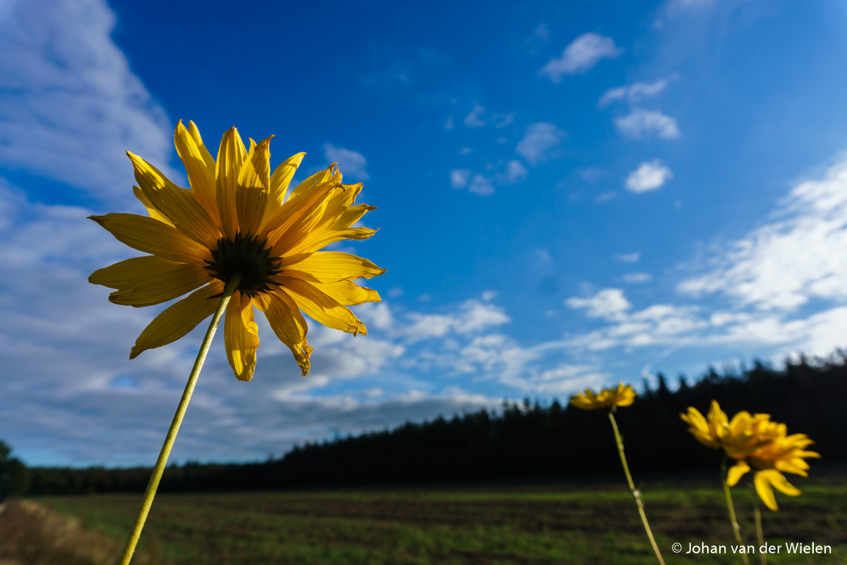 Review: sony alpha 6000 systeemcamera photofacts