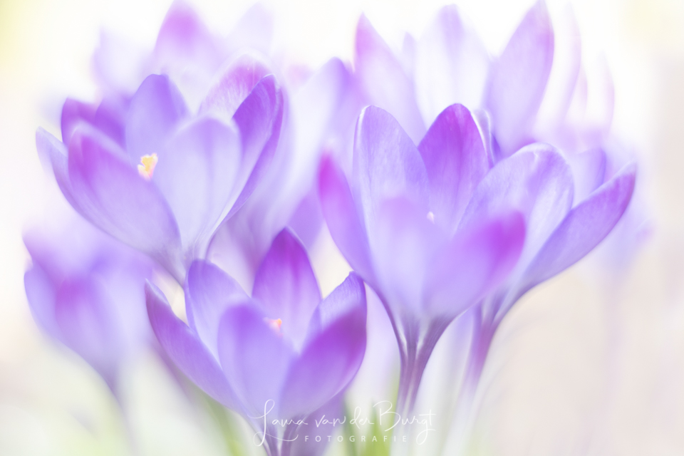 Hyacinth bosje