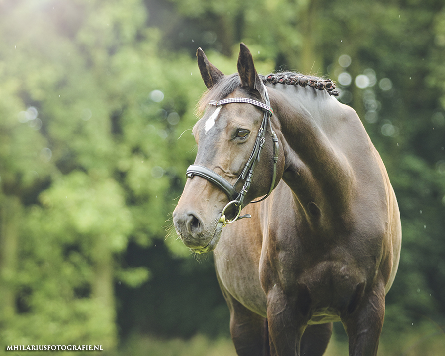 Paard