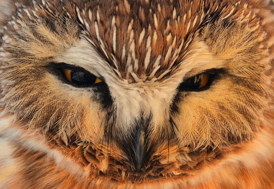 Northern-Saw Whet Owl
