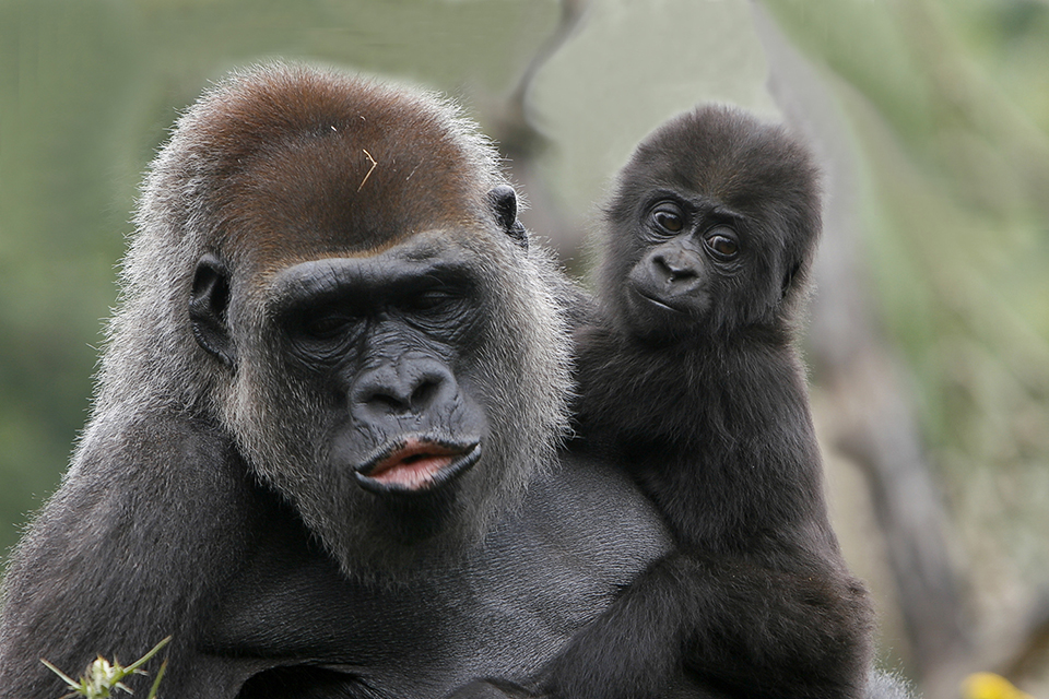 Gorilla met jong belichting. Foto: Michelle Peeters