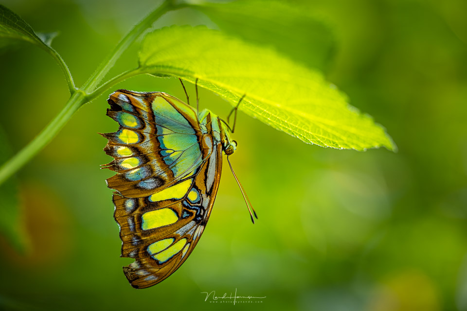 Nando rf100macro vlinder 04