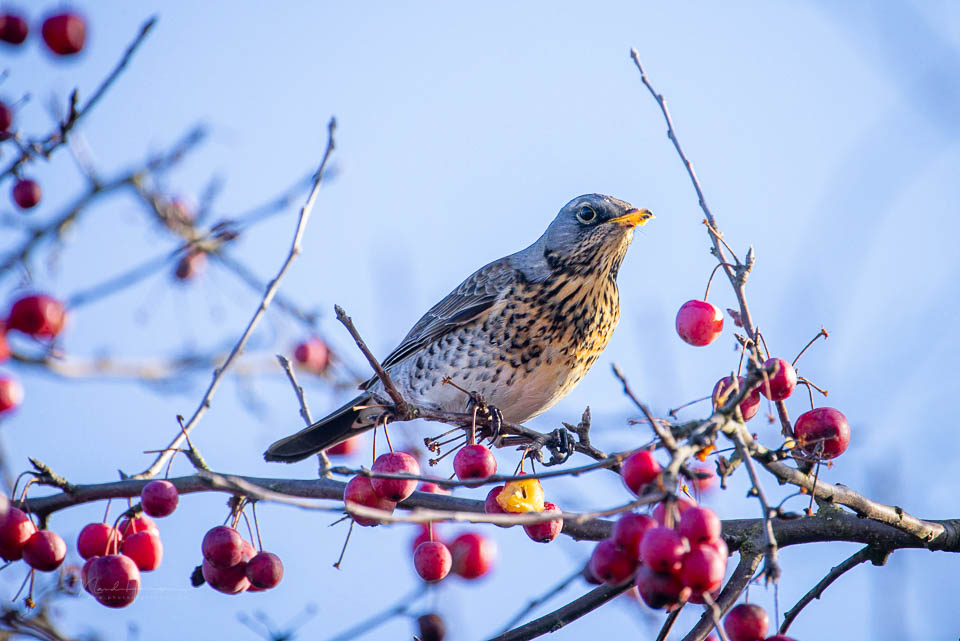 Nando kramsvogel normale crop Nando kramsvogel normale crop