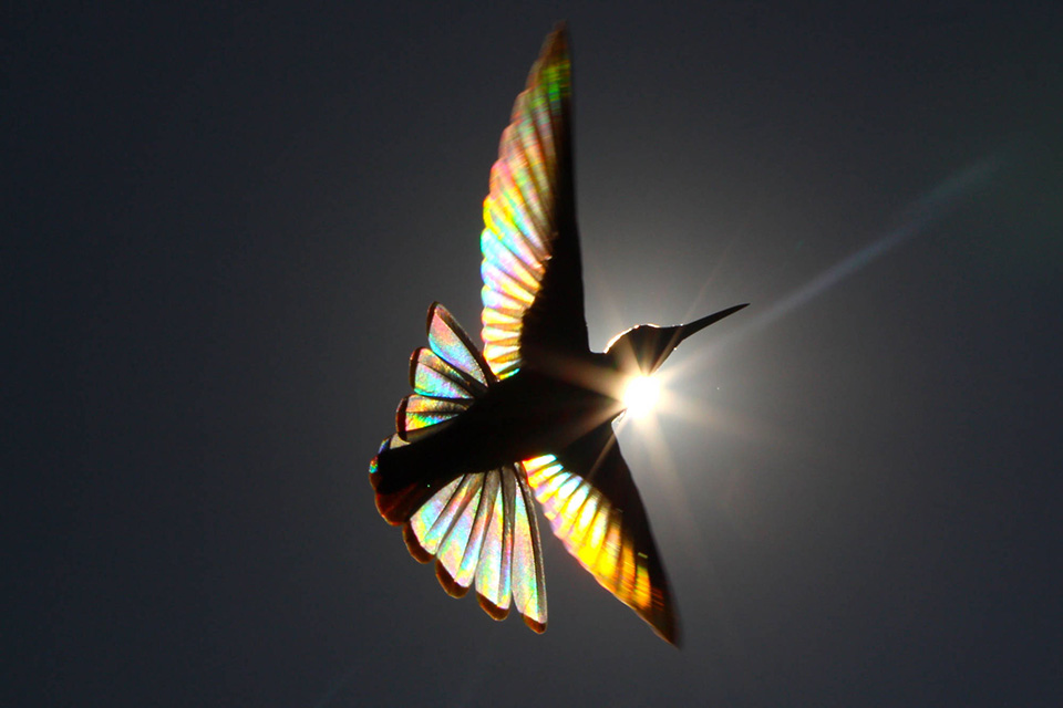 Wings of light 2000x1333