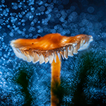 Verlichte paddenstoelen (deel 3)
