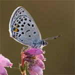 Het veenbesblauwtje; een zeldzame vlinder