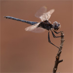 Fotograferen op Sardini; de insecten