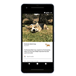 Google Lens kan nu het ras van je huisdier onderscheiden
