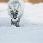 National Geographic - The Art of Wildlife Photography