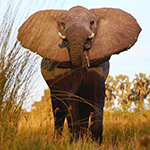 Een olifant op 5 meter