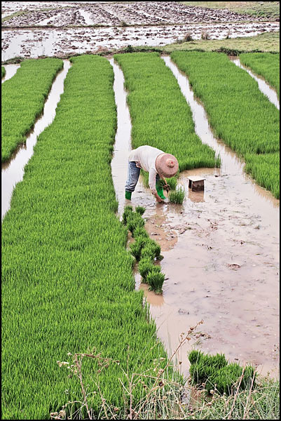 Worker at a flooded rice field