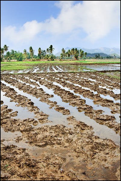Flooded rice field with palm trees at horizon