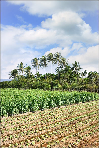 Agricultural field with bush and palm trees