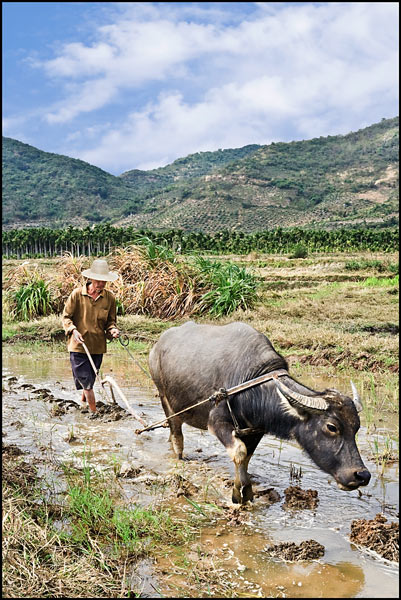 Farmer plows a field with an ox
