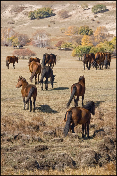kudde wilde paarden in de steppe
