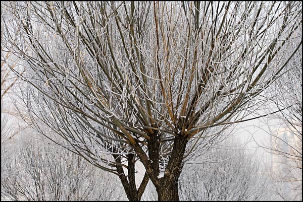 boom met sneeuw bedekt
