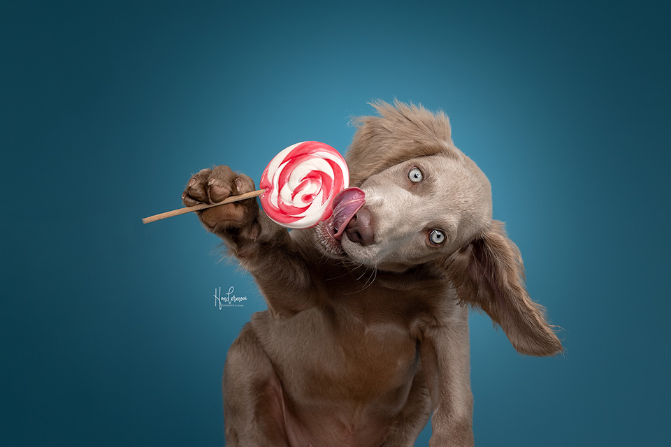 Hond met lolly Hond met lolly