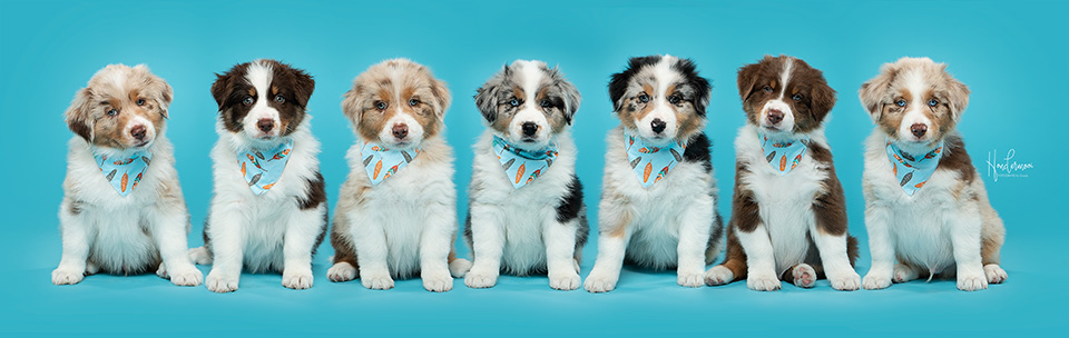 Honden familie Honden familie