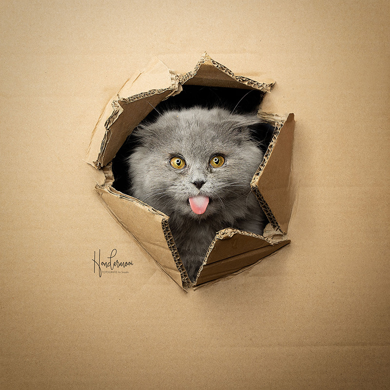 Kiekenboe kitten Kiekenboe kitten