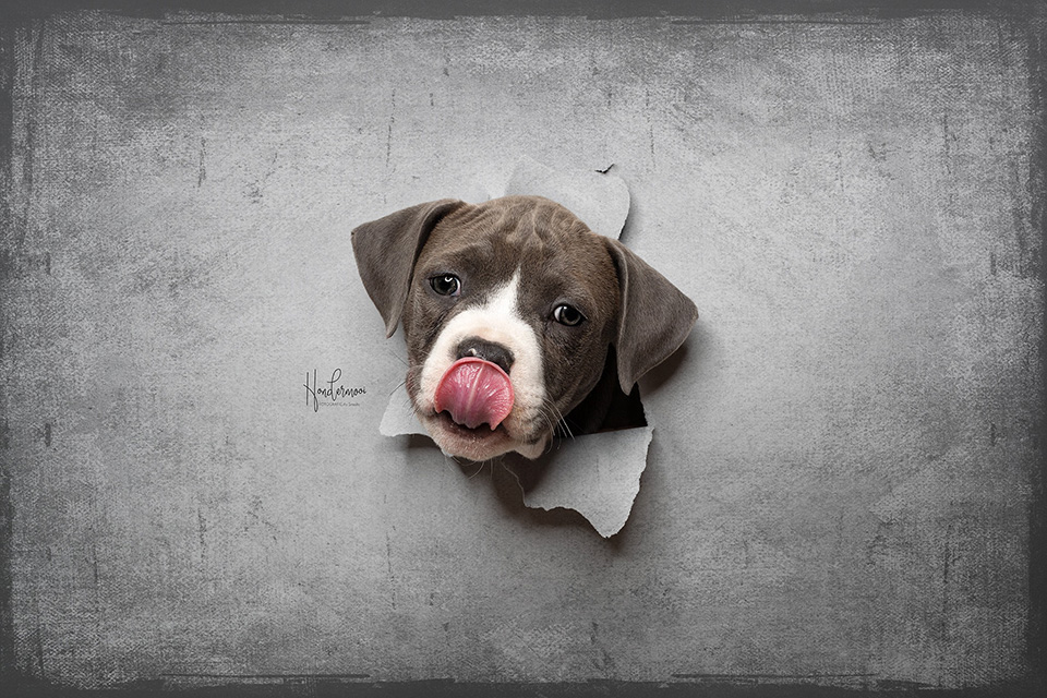 Kiekenboe pup Kiekenboe pup