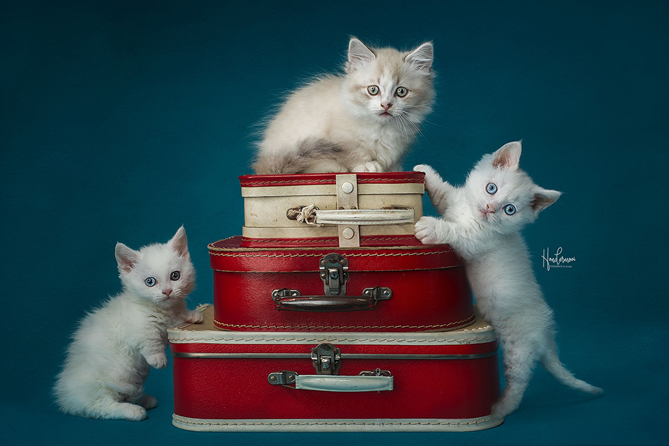 Kittens koffers