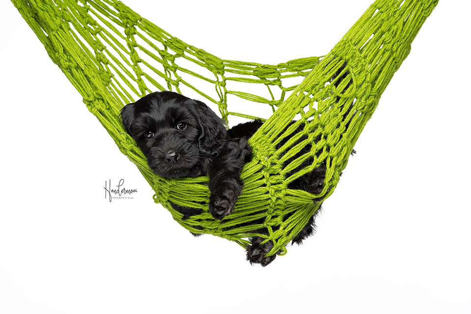 Pup hangmat Pup hangmat