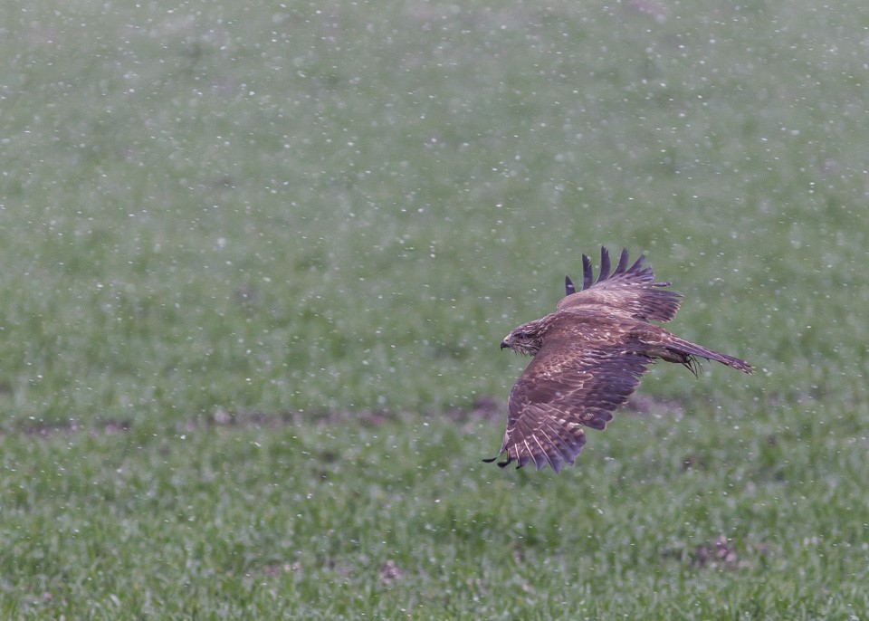 Roofvogel in de regen