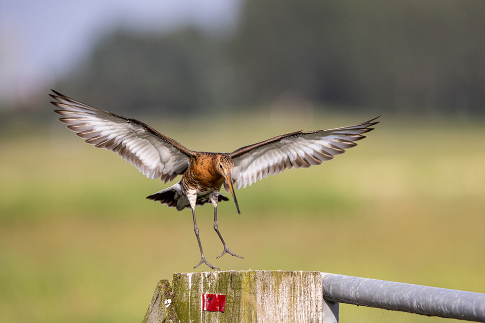 Thijs schouten back button focus grutto