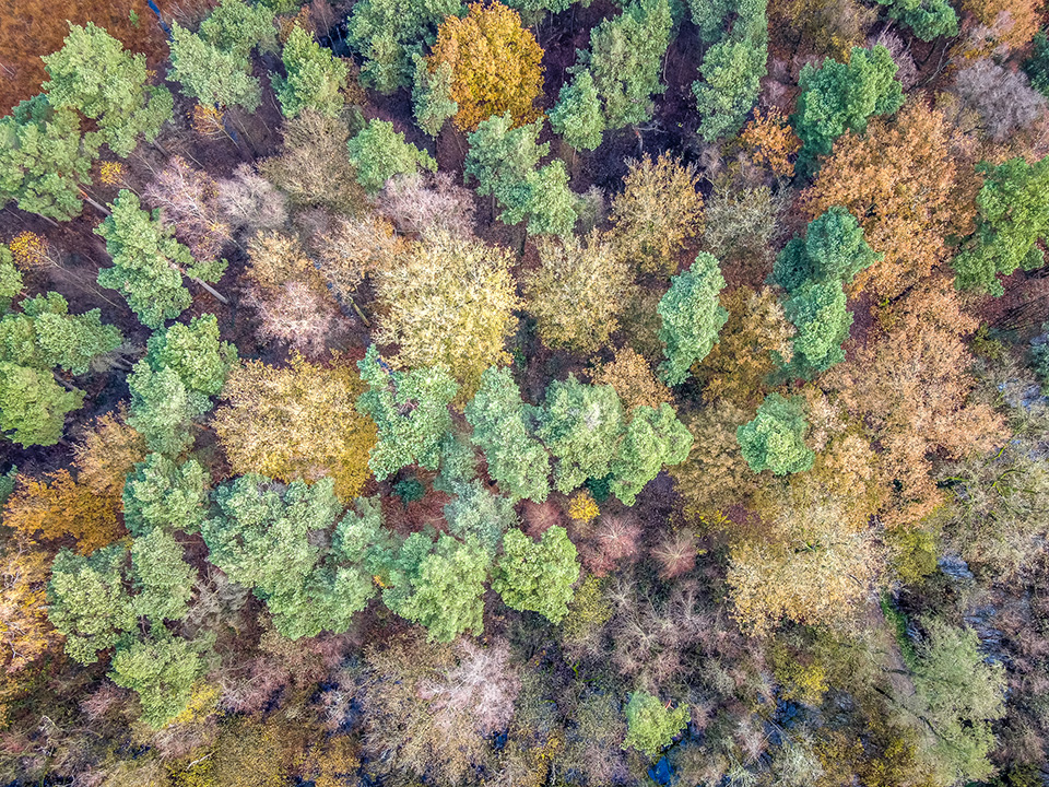 Bos van boven