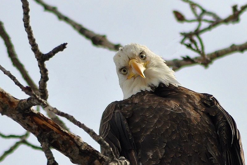 Bald eagle Bald eagle