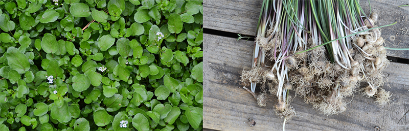 Brodeae watercress