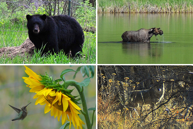 Compilatie wildlife methow