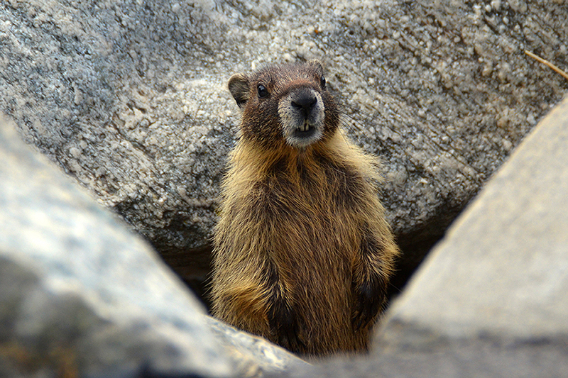 Compositie marmot