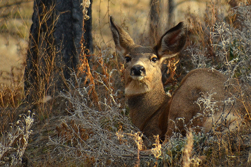 Deer Deer