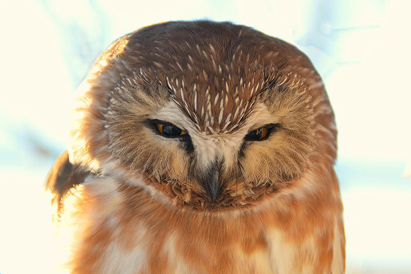 Saw whet owl smeller