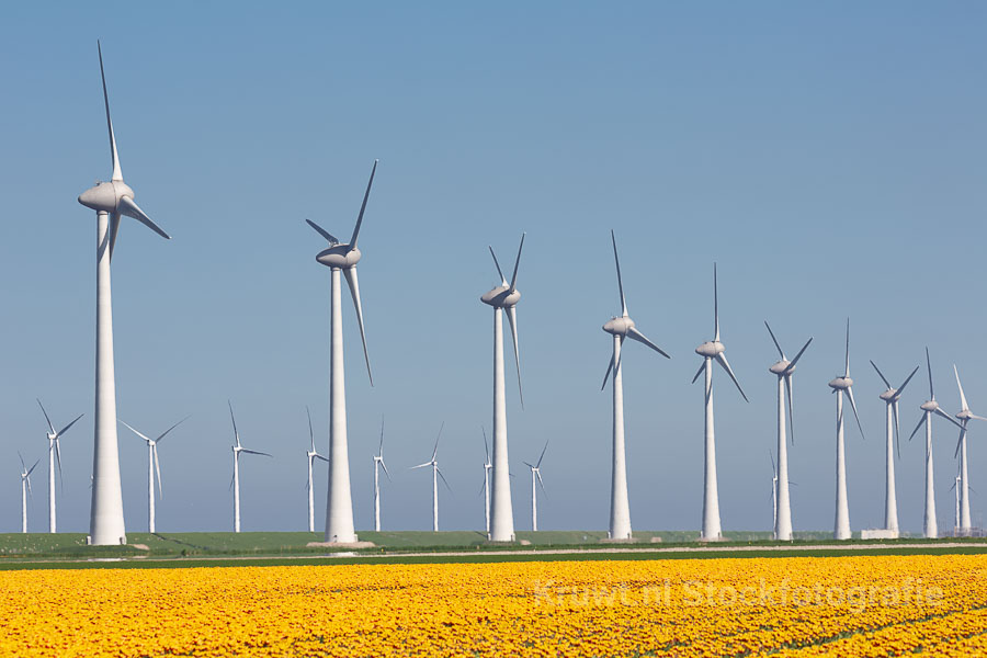 Tulpen_enwindmolens Tulpen_enwindmolens