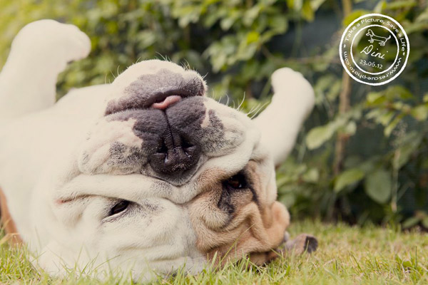 Engels bulldog dini Engels bulldog dini