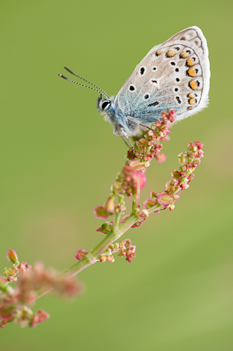 Icarusblauwtje op zuring