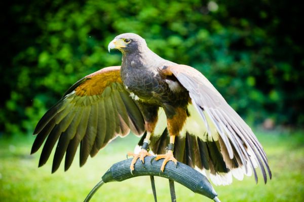 roofvogel roofvogel