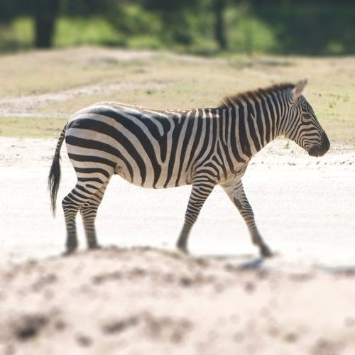 Zebra Zebra
