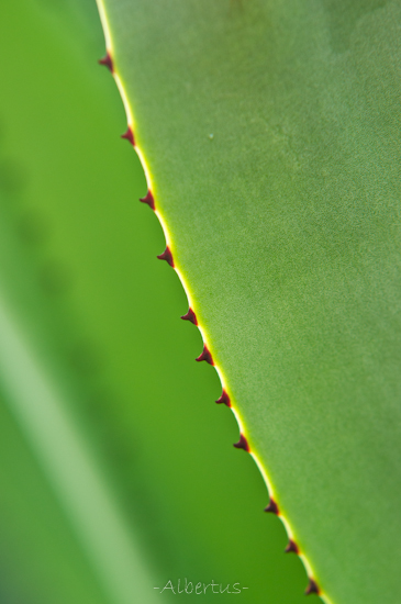Cactus Cactus