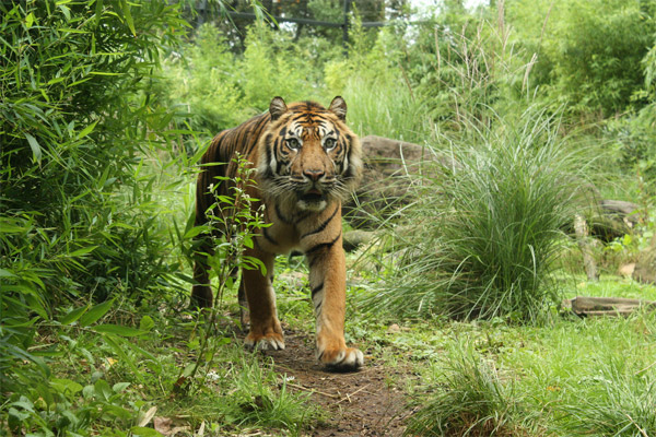 Tijger Tijger