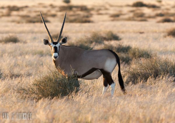 02 Oryx 400mm 1 125 f5.6 ISO 1000