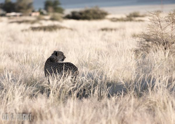 03 Cheeta 200mm 1 1000 f2.8 ISO 250