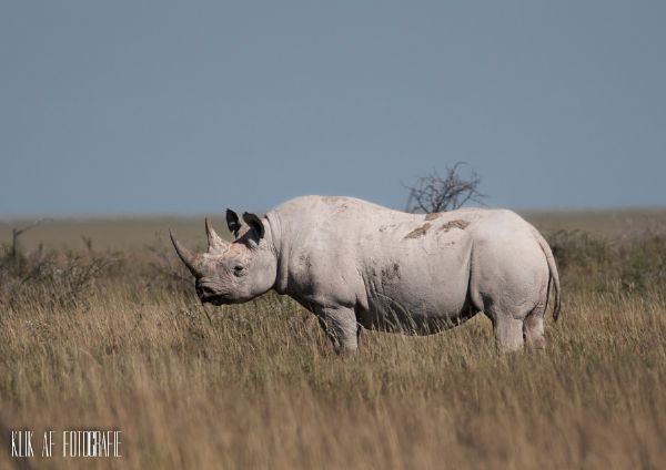 04 Black Rhino 400mm 1 1250 f 5.6 ISO 250